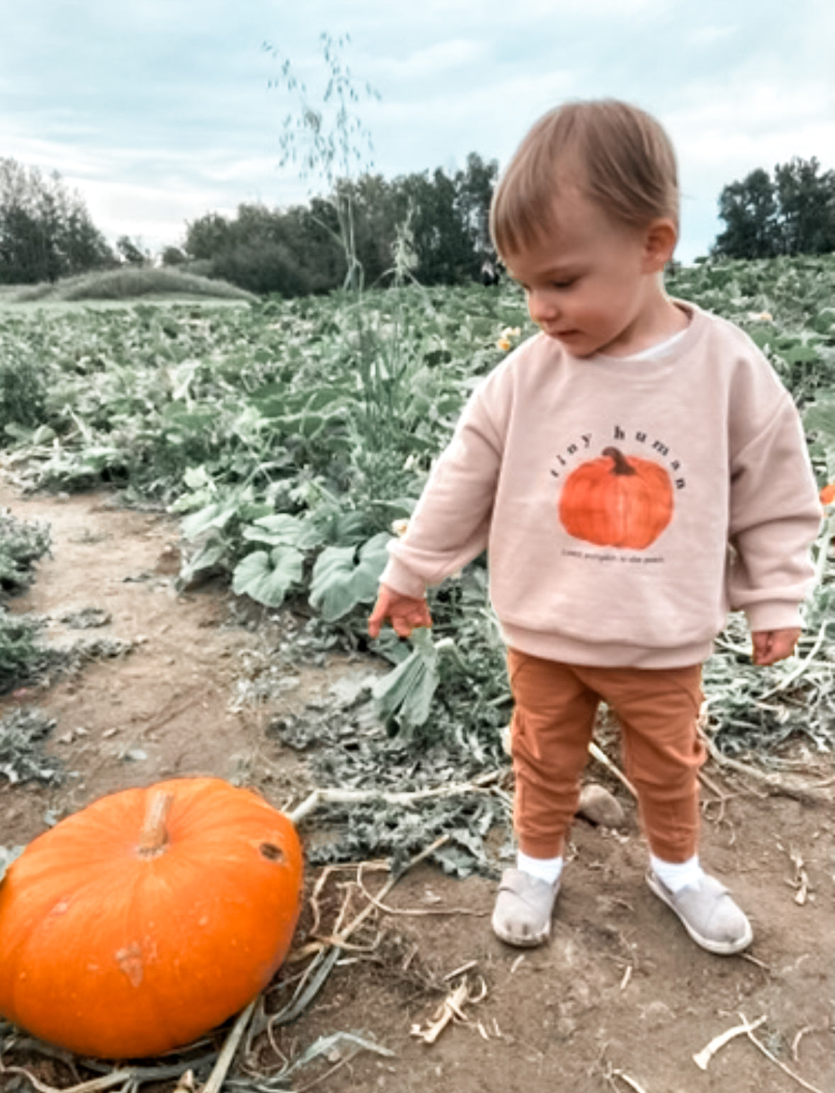 cutest pumpkin top